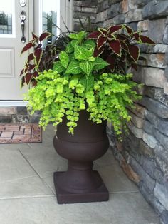 a large potted plant sitting on top of a stone floor next to a door