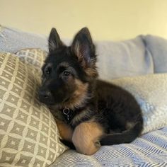 a small black and brown dog laying on top of a bed