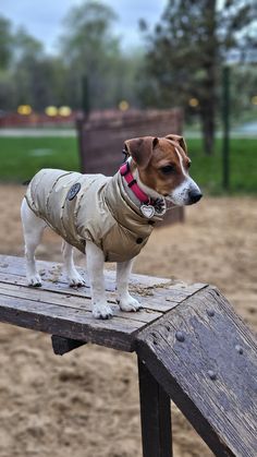 a small brown and white dog wearing a jacket on top of a wooden bench in a park