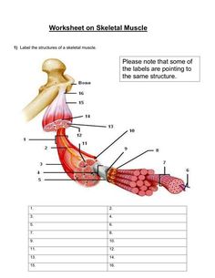 the muscles are labeled and labeled in this worksheet for skeletal structure, including