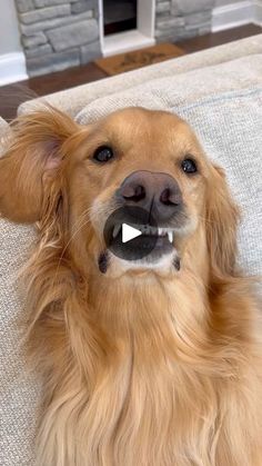 a dog with its mouth open sitting on a couch