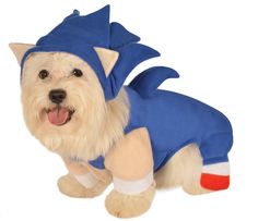 a small dog dressed in a blue costume