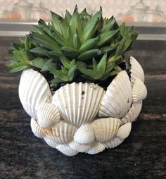 a potted plant sitting on top of a table