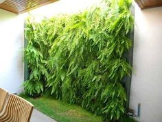 a very tall green plant on the side of a wall next to a chair and table