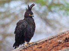 a black bird sitting on top of a tree branch