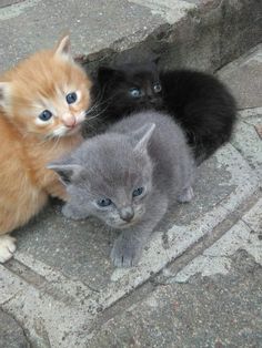 three small kittens are sitting on the ground next to each other and one is looking at the camera