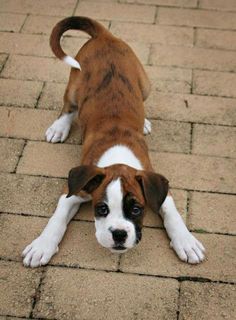 a brown and white dog laying on the ground