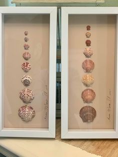 two framed pictures with seashells in them