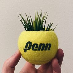 a person holding a yellow tennis ball with grass growing out of it that says penn