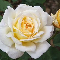 two white roses with green leaves in the foreground and one yellow rose in the background