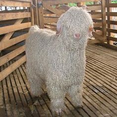 a sheep standing on top of a wooden floor