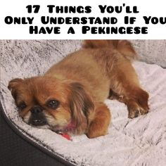 a small brown dog laying on top of a bed with the caption 17 things you'll only understand if you have a pekinge