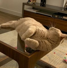 a cat laying on top of a glass table