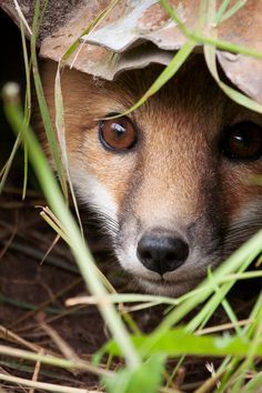 a close up of a fox hiding in the grass