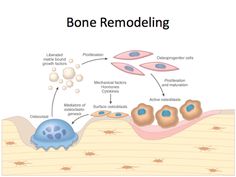 the bone remodeling process is shown in this diagram, and shows how it works