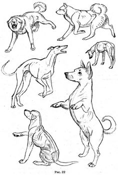 an image of dogs in different poses