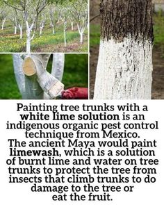 the tree trunk is white and has many different types of trees in it, including one with