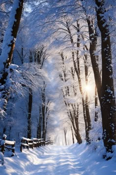 the sun is shining through the trees in the snow