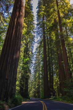 the road is surrounded by tall trees and green grass