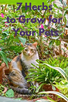 a cat sitting in the middle of some plants and flowers with text overlay that reads 7 herbs to grow for your pet