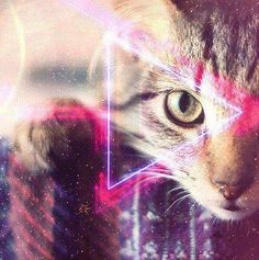 a cat is looking at the camera through a glass window with pink and blue lights