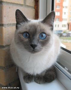 a cat with blue eyes sitting on a window sill