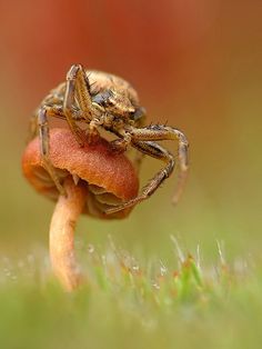 a small spider sitting on top of a piece of orange material in the grass with it's legs spread out