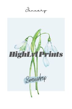 an image of snowdrops with the words high prints on it