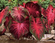 PRICES MAY VARY. Title: Caladium-Red-Flash-6-Bulbs-Thrives-in-Heat-and-Humidity-Elephant-Ears. Product Type: Categories Fall Bulb Planting, Mushroom Compost, نباتات منزلية, Fall Bulbs, Elephant Ears, Tropical Foliage, Planting Bulbs, Planting Seeds