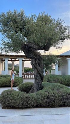 a woman standing next to a large tree in a garden with bushes and trees around it