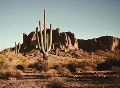 a large cactus in the middle of a desert with mountains in the backround