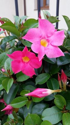 pink flowers blooming on top of green leaves in front of a white wall and black fence