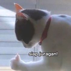 the cat is wearing a red collar and looking at something in front of him that says slap juragan