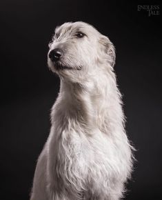 a white dog sitting on top of a black background