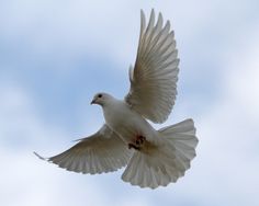 a white bird is flying in the sky