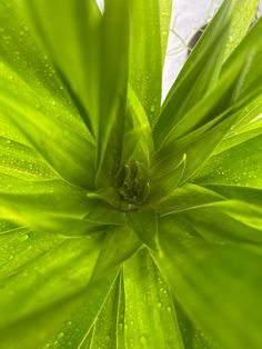 a green plant with drops of water on it