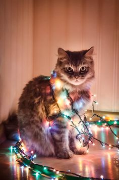 a cat sitting on top of a table covered in christmas lights