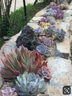 there are many succulents growing on the rocks