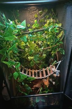 an aquarium filled with lots of green plants