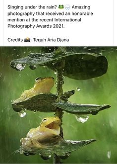 two yellow frogs sitting on top of a tree branch in the rain, with caption that reads, singing under the rain? amazing photography that received an