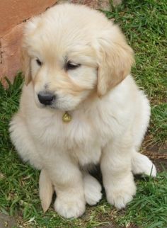 a small white puppy sitting on top of grass next to a brick wall with its eyes closed