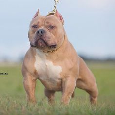 a brown and white dog standing on top of a grass covered field with a sky background