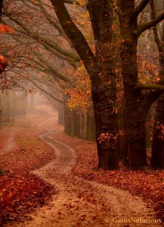 a dirt road surrounded by trees and leaves