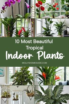 the top 10 most beautiful tropical indoor plants