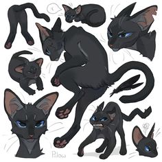 some black cats with blue eyes and one cat is laying on its back, the other sitting