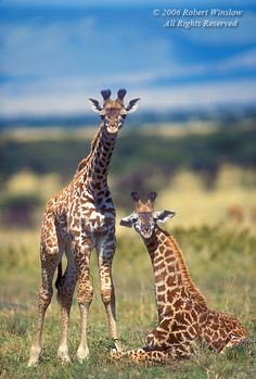 two giraffes are standing next to each other in the grass and one is laying down