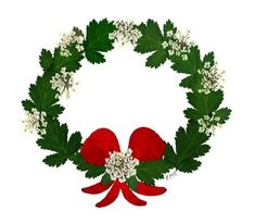 a christmas wreath with red bows and white flowers on it, surrounded by green leaves