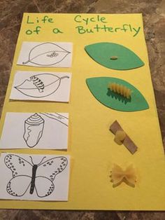 the life cycle of a butterfly is cut out and placed on a piece of paper