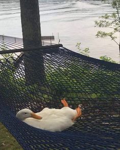 a duck is sitting in a hammock by the water