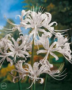 white flowers with long stems in front of a blue sky and green grass area behind them